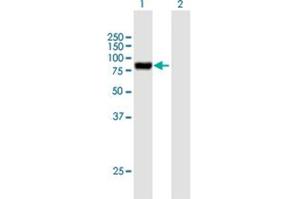 Podocan anticorps  (AA 1-661)
