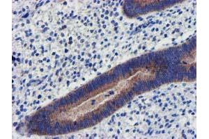 Image no. 5 for anti-Coiled-Coil-Helix-Coiled-Coil-Helix Domain Containing 5 (CHCHD5) (AA 1-110) antibody (ABIN1490560) (CHCHD5 antibody  (AA 1-110))