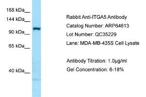 Western Blotting (WB) image for anti-Integrin, alpha 5 (ITGA5) (C-Term) antibody (ABIN2789900) (ITGA5 antibody  (C-Term))