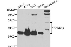 Western blot analysis of extracts of various cell lines, using RASSF5 antibody (ABIN6292212) at 1:1000 dilution. (RASSF5 antibody)