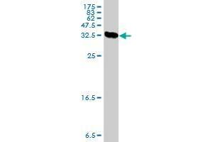 Western Blot detection against Immunogen (37. (PRKCDBP antibody  (AA 161-261))