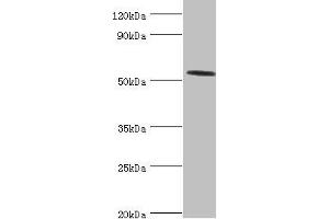 Western blot All lanes: Hyaluronidase-2 antibody at 4 μg/mL + Mouse lung tissue Secondary Goat polyclonal to rabbit IgG at 1/10000 dilution Predicted band size: 54 kDa Observed band size: 54 kDa (HYAL2 antibody  (AA 367-473))
