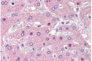 Anti-NOS1AP antibody IHC staining of human liver. (NOS1AP antibody  (AA 2-14))