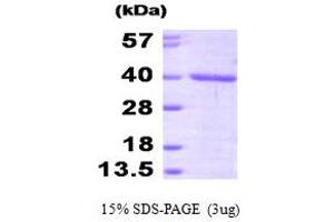 SDS-PAGE (SDS) image for FK506 Binding Protein 6, 36kDa (FKBP6) (AA 1-327) protein (His tag) (ABIN667134) (FKBP6 Protein (AA 1-327) (His tag))