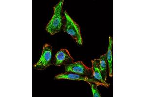 Immunofluorescence analysis of HepG2 cells using MELK antibody (green). (MELK antibody  (AA 637-651))