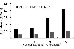 Transcription factor assay of ER-alpha from nuclear extracts of MCF-7 cells or MCF-7 cells treated with H2O2 (200uM) for 3 hr with Activity Assay Kit.