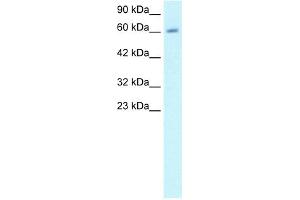 WB Suggested Anti-CCNA2 Antibody Titration:  1ug/ml  Positive Control:  HepG2 cell lysate CCNA2 is strongly supported by BioGPS gene expression data to be expressed in Human HepG2 cells (Cyclin A antibody  (C-Term))