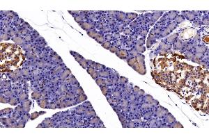 Detection of CK7 in Rat Pancreas Tissue using Polyclonal Antibody to Cytokeratin 7 (CK7)