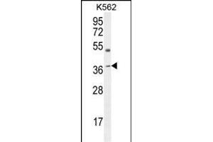 OL6 Antibody (Center) 10113c western blot analysis in K562 cell line lysates (35 μg/lane). (APOL6 antibody  (AA 126-155))