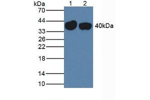 Western blot analysis of (1) Mouse Liver Tissue and (2) Rat Liver Tissue. (SERPINA7 antibody  (AA 127-393))