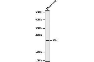 Western blot analysis of extracts of Mouse lung using RTN1 Polyclonal Antibody at dilution of 1:1000. (Reticulon 1 antibody)