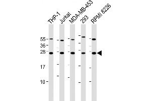 All lanes : Anti-hBak-BH3 at 1:2000 dilution Lane 1: THP-1 whole cell lysate Lane 2: Jurkat whole cell lysate Lane 3: MDA-MB-453 whole cell lysate Lane 4: 293 whole cell lysate Lane 5: RI 8226 whole cell lysate Lysates/proteins at 20 μg per lane.