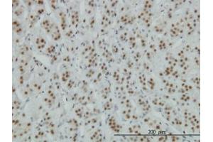 Image no. 1 for anti-Zinc Finger Protein 207 (ZNF207) (AA 1-111) antibody (ABIN599016) (ZNF207 antibody  (AA 1-111))