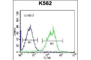 HLA-DQA1 Antibody (Center) (ABIN656168 and ABIN2845498) flow cytometric analysis of K562 cells (right histogram) compared to a negative control cell (left histogram). (HLA-DQA1 antibody  (AA 57-84))