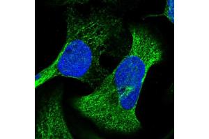 Immunofluorescent staining of human cell line U-2 OS shows localization to mitochondria & microtubules.