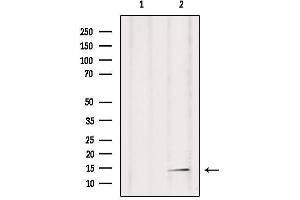 Western blot analysis of extracts from mouse brain, using RPAB2 Antibody. (POLR2F antibody  (N-Term))