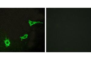 Peptide - +Western blot analysis of extracts from COS-7 cells, using EDNRA antibody. (Endothelin-1 Receptor antibody  (C-Term))
