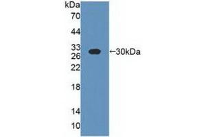 Western blot analysis of recombinant Cow CSN1. (Casein alpha S1 antibody  (AA 16-214))