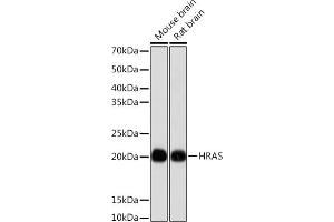 Western blot analysis of extracts of various cell lines, using HRAS antibody (ABIN7267785) at 1:1000 dilution. (HRAS antibody)