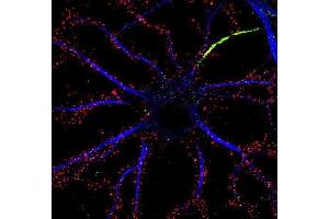 Immunofluorescence staining of cultured rat hippocampal neurons with N18/30 (red), K13/31 (Kv1.