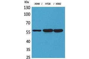 Western Blotting (WB) image for anti-Protein Disulfide Isomerase Family A, Member 3 (PDIA3) (Internal Region) antibody (ABIN3187755) (PDIA3 antibody  (Internal Region))
