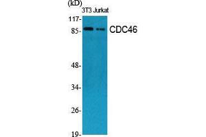 Western Blot (WB) analysis of specific cells using CDC46 Polyclonal Antibody. (MCM5 antibody  (N-Term))