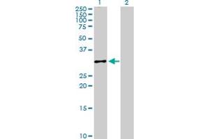 Western Blot analysis of CASP3 expression in transfected 293T cell line by CASP3 MaxPab polyclonal antibody. (Caspase 3 antibody  (AA 1-277))