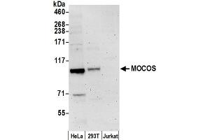 anti-Molybdenum Cofactor Sulfurase (MOCOS) (AA 838-888) antibody