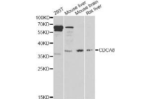 Western blot analysis of extracts of various cell lines, using CDCA8 antibody (ABIN6290179) at 1:1000 dilution.
