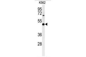 Western blot analysis of B3GAT1 Antibody (N-term) in K562 cell line lysates (35µg/lane). (CD57 antibody  (N-Term))
