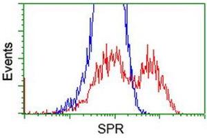 Image no. 3 for anti-Sepiapterin Reductase (SPR) antibody (ABIN1501114) (SPR antibody)