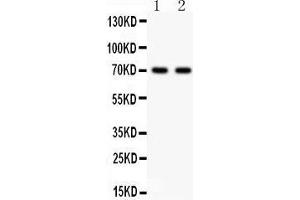 Anti- SHBG Picoband antibody, Western blotting All lanes: Anti SHBG  at 0. (SHBG antibody  (AA 30-210))