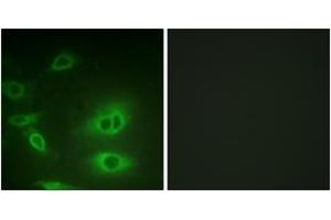 Immunofluorescence (IF) image for anti-Sodium Potassium ATPase, alpha1 (ATP1A1) (AA 15-64) antibody (ABIN2888908)