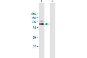 Western Blot analysis of VCAM1 expression in transfected 293T cell line by VCAM1 MaxPab polyclonal antibody. (VCAM1 antibody  (AA 1-739))