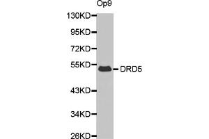 Western blot analysis of extracts of Op9 cells, using DRD5 antibody (ABIN6290300).