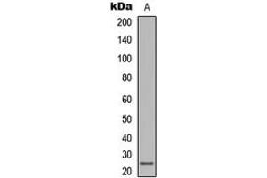 Western blot analysis of LT beta expression in human lymph node (A) whole cell lysates. (LTB antibody  (C-Term))