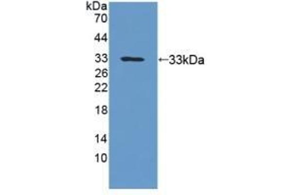 UPB1 antibody  (AA 121-384)