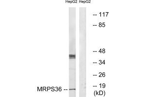 Western blot analysis of extracts from HepG2 cells, using MRPS36 antibody. (MRPS36 antibody  (N-Term))
