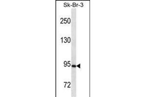 PGR/PR Antibody ABIN1539814 western blot analysis in SK-BR-3 cell line lysates (35 μg/lane). (Progesterone Receptor antibody  (AA 349-377))