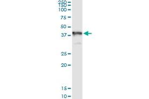 Immunoprecipitation of GRAP2 transfected lysate using anti-GRAP2 MaxPab rabbit polyclonal antibody and Protein A Magnetic Bead , and immunoblotted with GRAP2 purified MaxPab mouse polyclonal antibody (B02P) . (GRAP2 antibody  (AA 1-330))