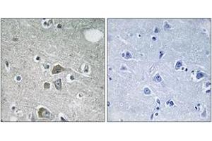 Immunohistochemistry analysis of paraffin-embedded human brain tissue, using FBLN2 Antibody. (FBLN2 antibody  (AA 241-290))