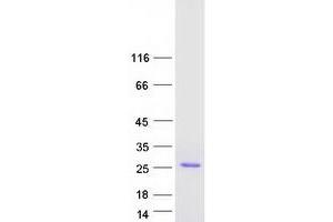 Validation with Western Blot (IFNA4 Protein (Myc-DYKDDDDK Tag))