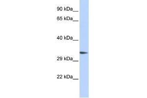 PACRG antibody used at 1 ug/ml to detect target protein. (PACRG antibody  (Middle Region))