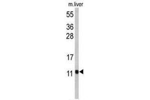 Western blot analysis of PCBD1 Antibody (Center) in mouse liver tissue lysates (35µg/lane). (PCBD1 antibody  (Middle Region))