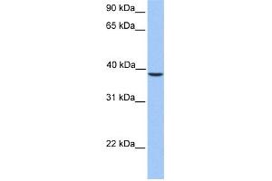 WB Suggested Anti-SUNC1 Antibody Titration: 0.