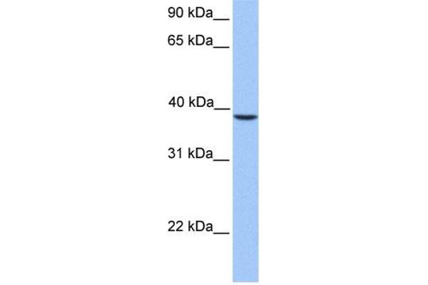 SUN3 antibody  (C-Term)