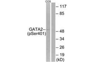 Western blot analysis of extracts from COS7 cells treated with TNF 20ng/ml 5', using GATA2 (Phospho-Ser401) Antibody. (GATA2 antibody  (pSer401))