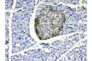 IHC testing of FFPE rat pancreas tissue with COPE antibody at 1ug/ml. (COPE antibody)