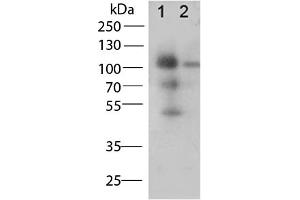 Western Blot of Rabbit Anti-CD68 antibody. (CD68 antibody  (Internal Region))