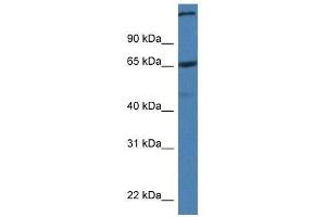 Western Blot showing St6galnac1 antibody used at a concentration of 1. (ST6GALNAC1 antibody  (C-Term))
